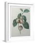 French Queen Plums-Pierre-Joseph Redoute-Framed Art Print