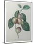 French Queen Plums-Pierre-Joseph Redoute-Mounted Art Print