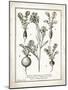 French Radishes-Gwendolyn Babbitt-Mounted Art Print