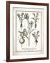 French Radishes-Gwendolyn Babbitt-Framed Art Print