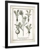 French Radishes-Gwendolyn Babbitt-Framed Art Print