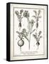 French Radishes-Gwendolyn Babbitt-Framed Stretched Canvas