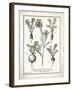 French Radishes-Gwendolyn Babbitt-Framed Art Print