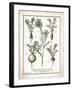 French Radishes-Gwendolyn Babbitt-Framed Art Print