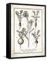 French Radishes-Gwendolyn Babbitt-Framed Stretched Canvas