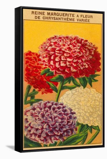 French Reine Marguerite Chrysanthemum Seed Packet-null-Framed Stretched Canvas