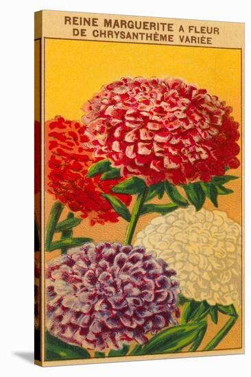 French Reine Marguerite Chrysanthemum Seed Packet-null-Stretched Canvas