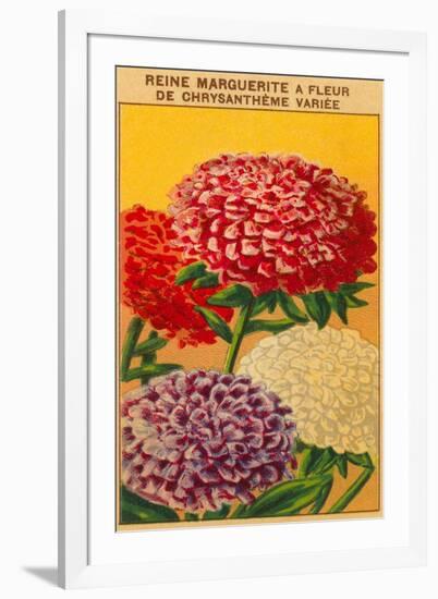 French Reine Marguerite Chrysanthemum Seed Packet-null-Framed Art Print