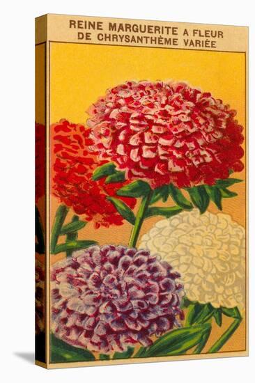 French Reine Marguerite Chrysanthemum Seed Packet-null-Stretched Canvas