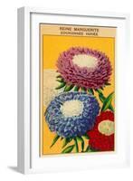 French Reine Marguerite Coronets Seed Packet-null-Framed Art Print