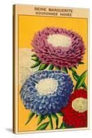 French Reine Marguerite Coronets Seed Packet-null-Stretched Canvas