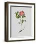French Rose-Moritz Michael Daffinger-Framed Art Print