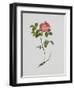 French Rose-Moritz Michael Daffinger-Framed Art Print