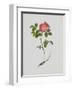 French Rose-Moritz Michael Daffinger-Framed Art Print