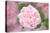 French Roses-Cora Niele-Stretched Canvas