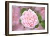 French Roses-Cora Niele-Framed Giclee Print