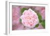 French Roses-Cora Niele-Framed Giclee Print