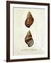 French Shell Print a-Fab Funky-Framed Art Print