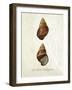 French Shell Print a-Fab Funky-Framed Art Print