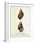 French Shell Print a-Fab Funky-Framed Art Print