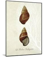 French Shell Print a-Fab Funky-Mounted Art Print