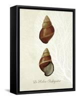 French Shell Print a-Fab Funky-Framed Stretched Canvas