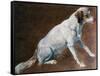 French Spaniel Ancestor, by Alexandre-Francois Desportes (1661-1743), France, 18th Century-Alexandre-Francois Desportes-Framed Stretched Canvas