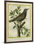 French Starling-Georges-Louis Buffon-Framed Giclee Print