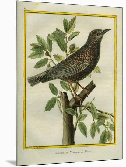 French Starling-Georges-Louis Buffon-Mounted Giclee Print