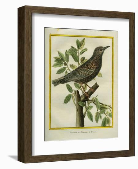 French Starling-Georges-Louis Buffon-Framed Giclee Print