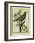 French Starling-Georges-Louis Buffon-Framed Giclee Print