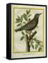 French Starling-Georges-Louis Buffon-Framed Stretched Canvas