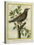 French Starling-Georges-Louis Buffon-Stretched Canvas