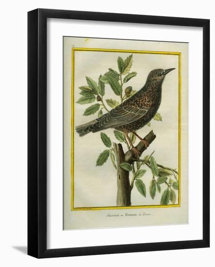 French Starling-Georges-Louis Buffon-Framed Giclee Print