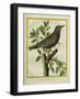 French Starling-Georges-Louis Buffon-Framed Giclee Print