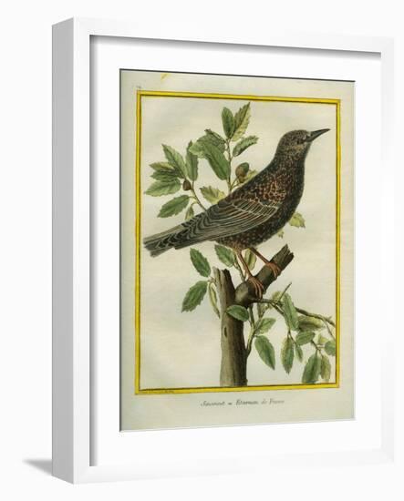 French Starling-Georges-Louis Buffon-Framed Giclee Print