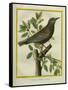 French Starling-Georges-Louis Buffon-Framed Stretched Canvas