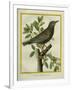 French Starling-Georges-Louis Buffon-Framed Giclee Print