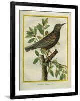 French Starling-Georges-Louis Buffon-Framed Giclee Print