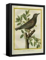 French Starling-Georges-Louis Buffon-Framed Stretched Canvas