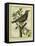 French Starling-Georges-Louis Buffon-Framed Stretched Canvas