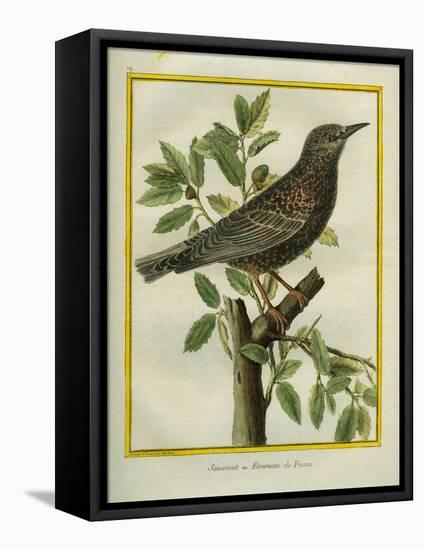 French Starling-Georges-Louis Buffon-Framed Stretched Canvas