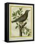 French Starling-Georges-Louis Buffon-Framed Stretched Canvas