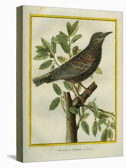 French Starling-Georges-Louis Buffon-Stretched Canvas