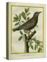 French Starling-Georges-Louis Buffon-Stretched Canvas