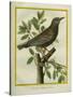 French Starling-Georges-Louis Buffon-Stretched Canvas