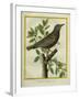 French Starling-Georges-Louis Buffon-Framed Giclee Print