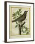 French Starling-Georges-Louis Buffon-Framed Giclee Print