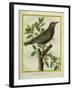 French Starling-Georges-Louis Buffon-Framed Giclee Print