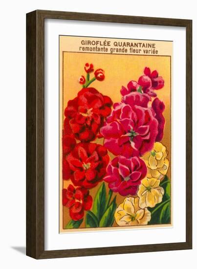 French Stock Seed Packet-null-Framed Art Print